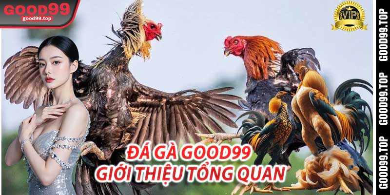 Đá Gà Good99: Giới thiệu tổng quan